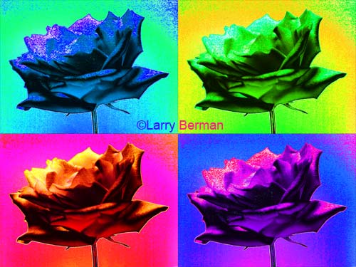 Color Infrared Photograph of Roses