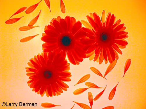 Color Infrared Photograph of Gerber Daisies