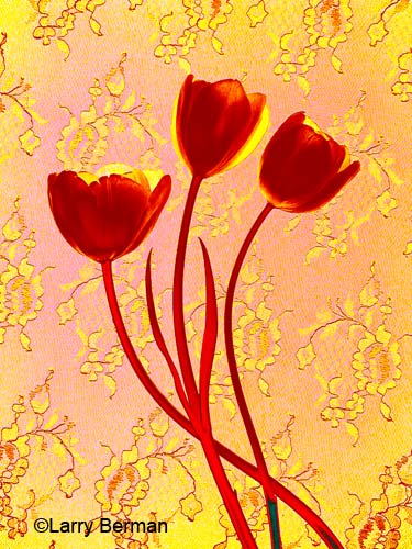Color Infrared Photograph of Tulips